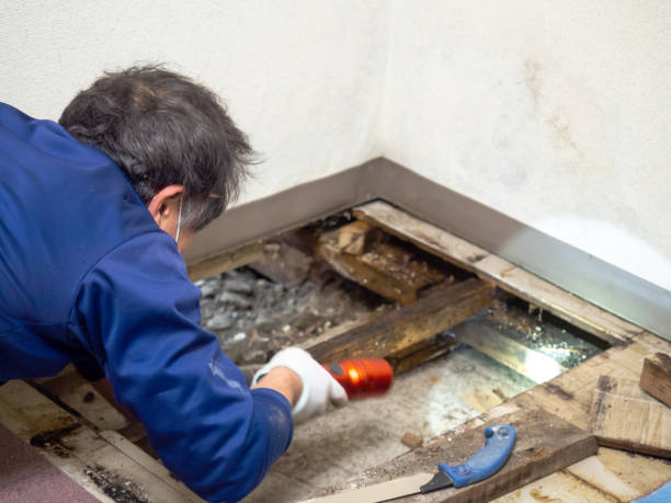 Best Local Mold Removal Service  in Deschutes River Woods, OR