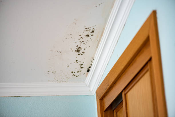 Best Residential Mold Removal  in Deschutes River Woods, OR